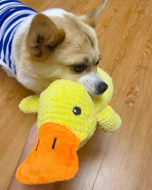 Cola's Favorite Duck - Interactive Squeaky Toy - Available in 2 Sizes