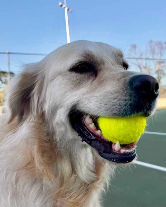 Cola's Tennis Ball – Available in 7 Colors